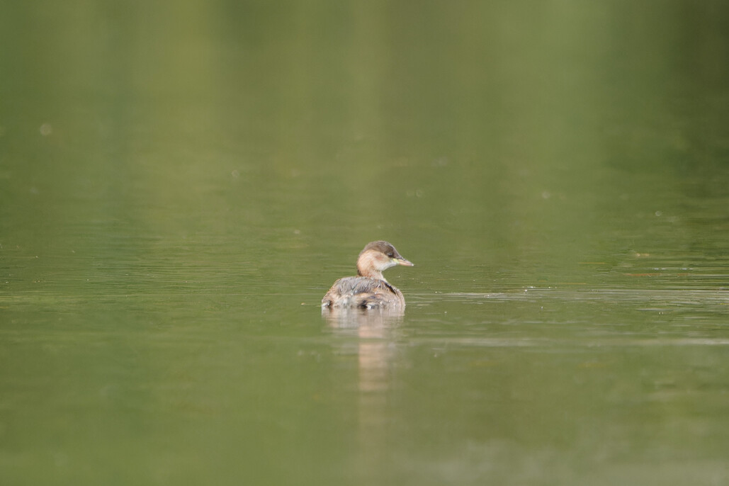 Photo of Little Grebe